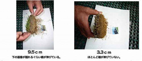 根の長さ比較。(10本の平均値)その1