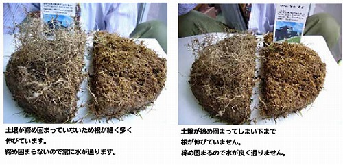 根の長さ(10本の平均値)その2。