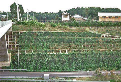 EG植栽パック　施工事例　施工３年