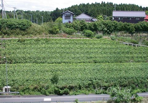 EG植栽パック　施工事例　施工８年